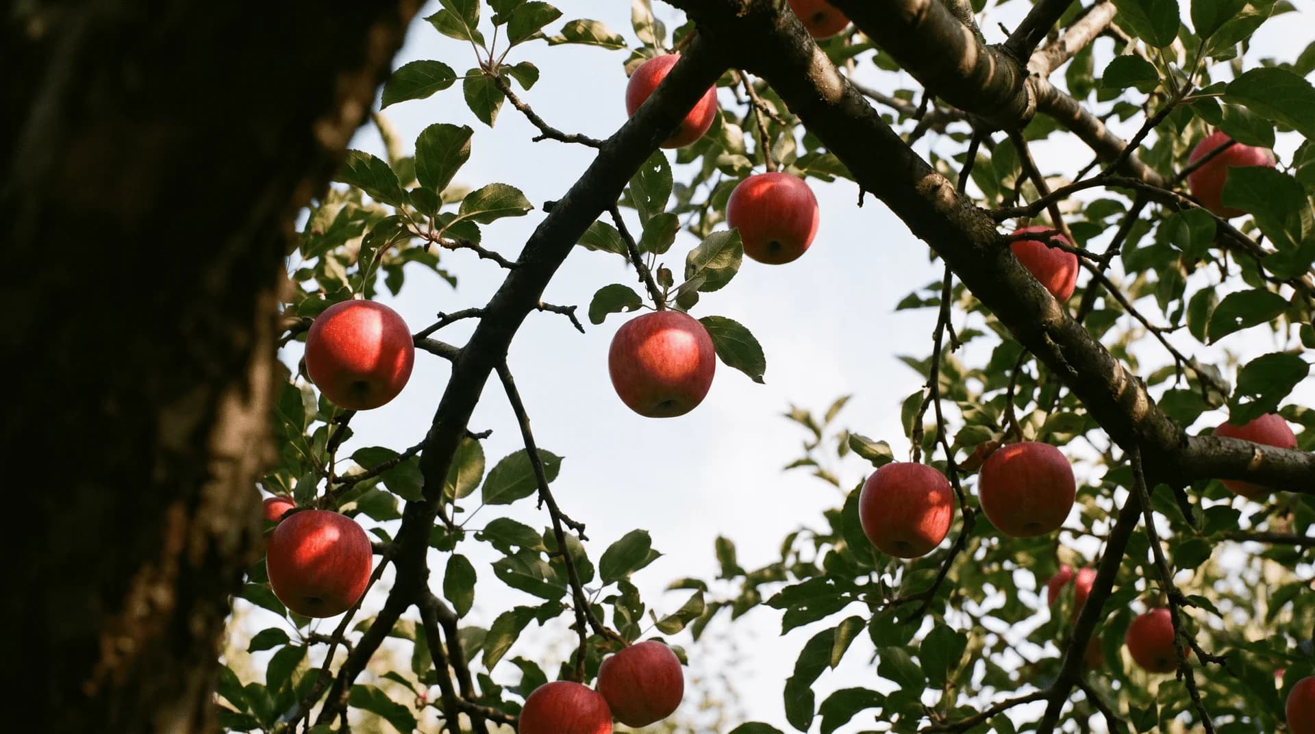 Reife rote Bio-Äpfel am Baum im Apfelhain in Terlan, Südtirol